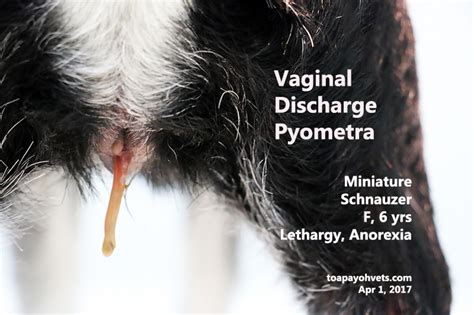 brown discharge female dog|Vaginal Discharge in Dogs